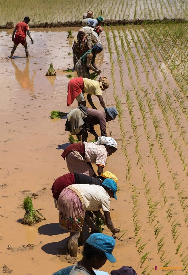 Repiquage du riz_ Madagascar Photo de Mamy Nirina Razafindrakoto